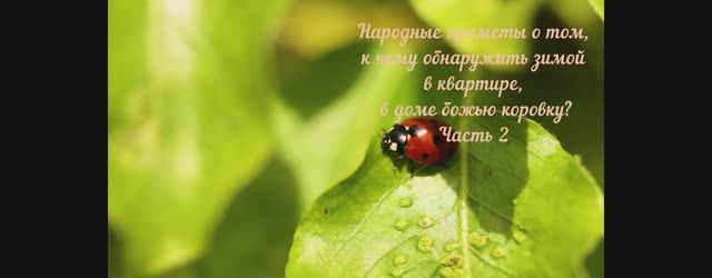 Народные приметы о том, к чему обнаружить зимой в квартире, в доме божью коровку? Часть 2