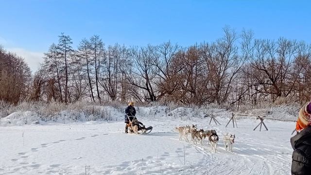 Катание на собаках