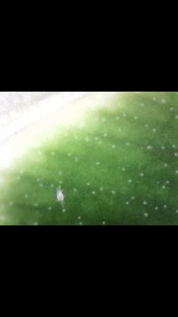 Гнилостый клещ, больше про них в тг - juliplant