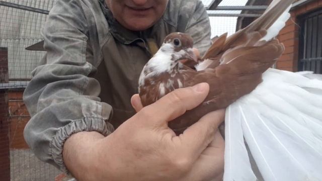 Лучшая пара краснорябых. Николаевские голуби из Красноармейска. Breeding pairs of pigeons season.