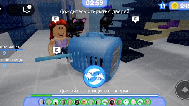 побег питомца