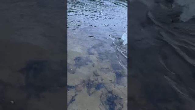 Вываживание крупной семги