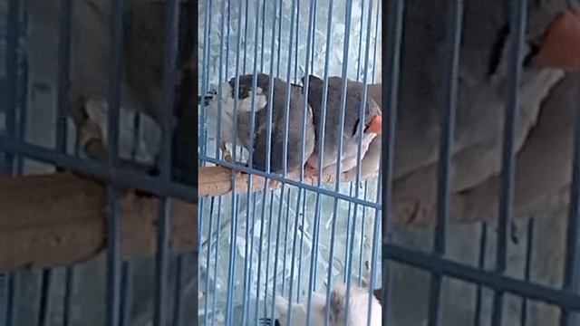 Зебрик