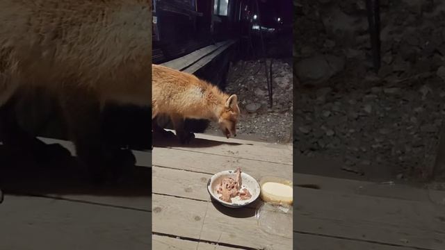 лисёнок🦊