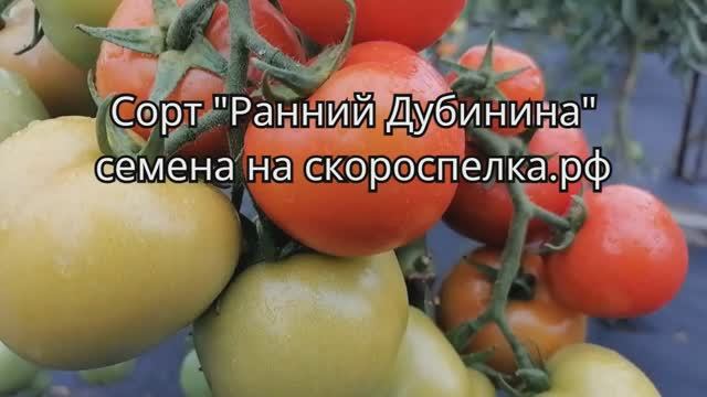 Сорт "Ранний Дубинина" томат ранний, скороспелый (85 - 90 дней), для открытого грунта