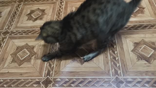 Кошка играется с оливкой, прежде чем съесть