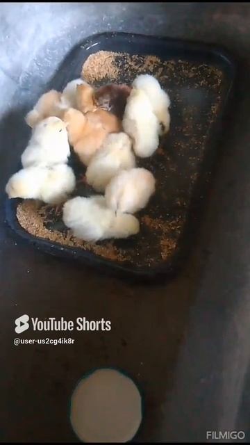 Вот такое прибавление мне отдали 🤗 ждём ещё своих из инкубатора😀