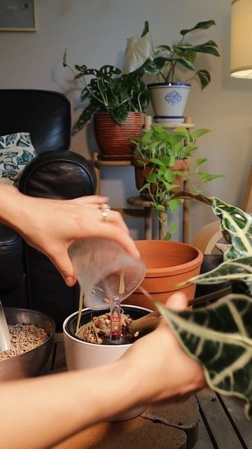 Пересадка Алоказии Полли#комнатныерастения #алоказияполли #алоказия #plants #houseplants #растения
