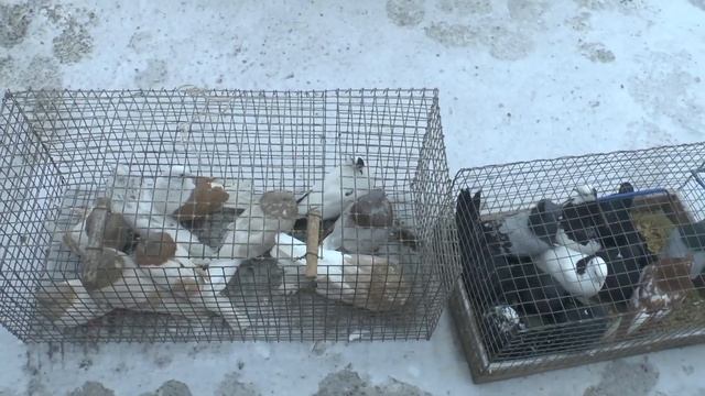 Часть 6. Шахты 06.02.22. Сборная выставка - ярмарка голубей. Team exhibition - fair of pigeons.