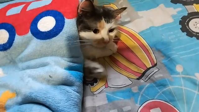 Зайка проснулась