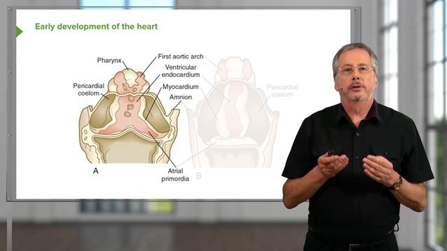 01. Blood Vessel and Heart Development