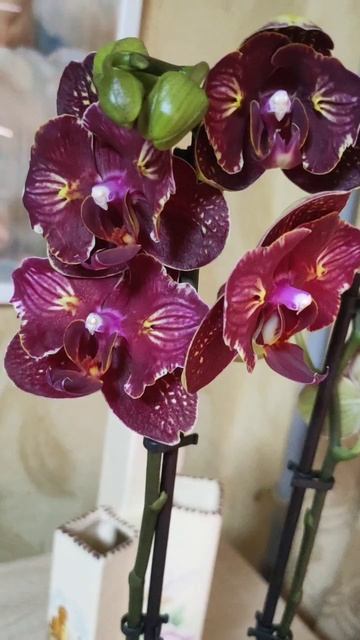 Орхидея фаленопсис Cherry Boom peloric. Бабочка и трилипс. Новинка в моей коллекции.
