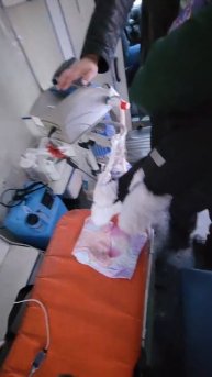 мы конечно уже в больничке, ну а видео то ещё остались, ЕДЕМ ПЛАНОВО, У ПРИНЦЕССЫ ВСЕ ХОРОШО #евас