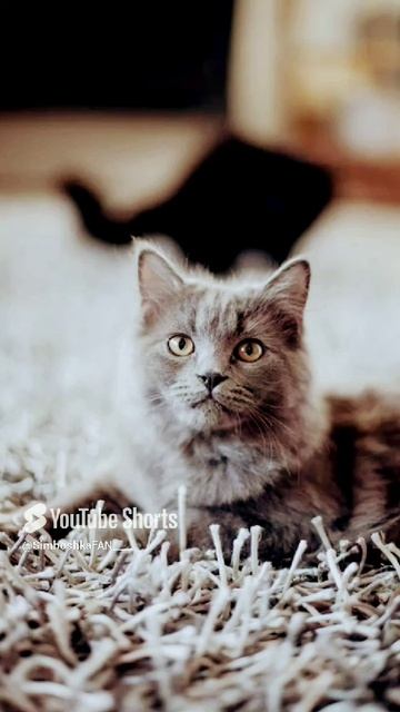 //(YT: 28 марта, 2023 г.) Котики, которые похожи на моего кота❤