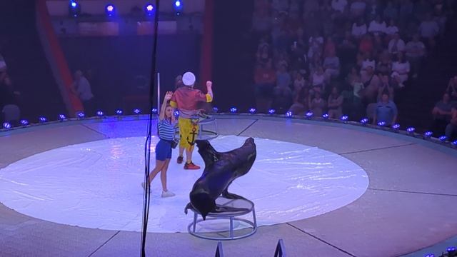 Очаровательные тюлени на шоу «На счастье!» в Казани