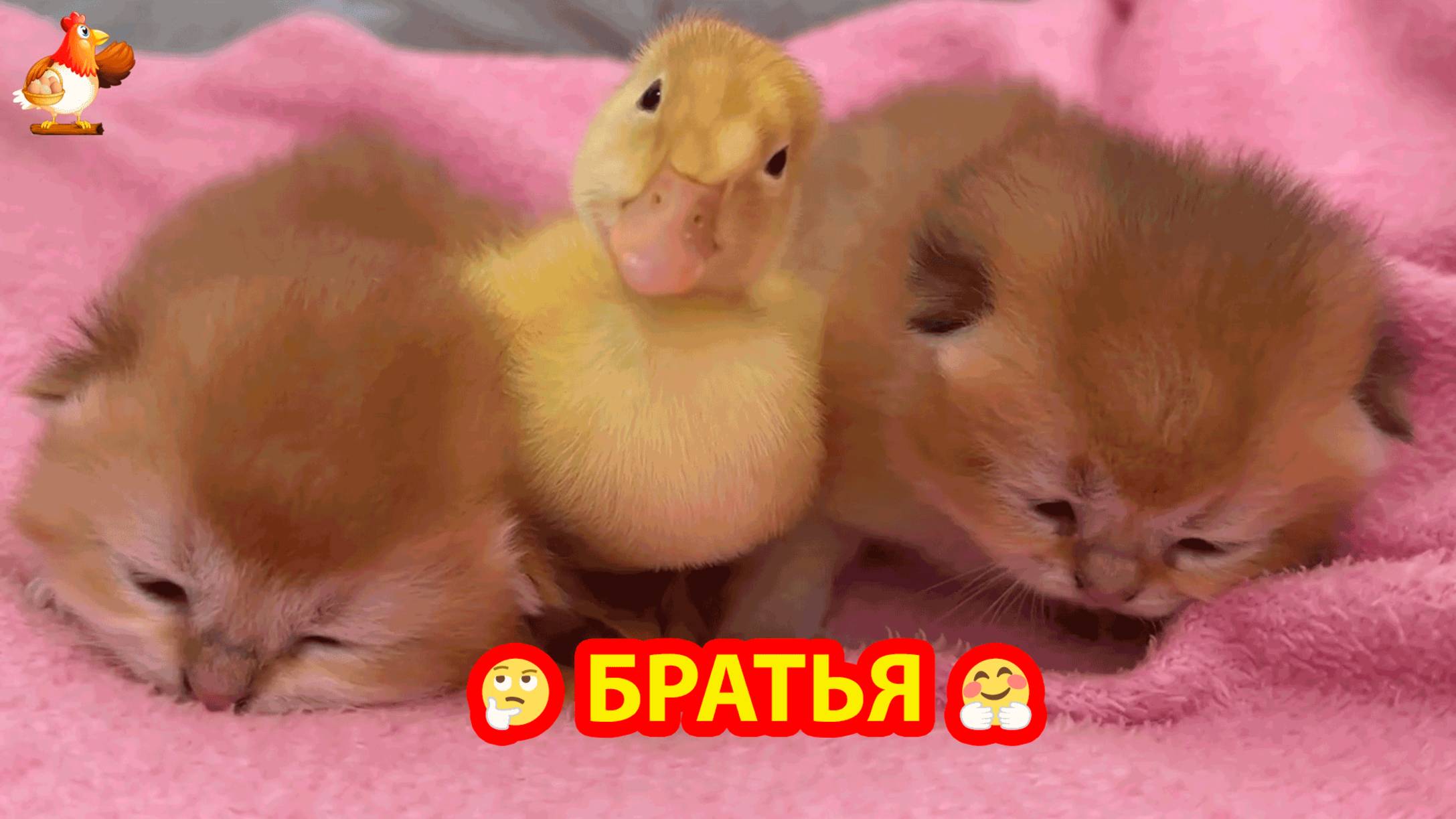 Котята и утенок милые малыши ❣️🥰🤗