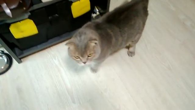 Обычный день Готовлю Кот Филимон