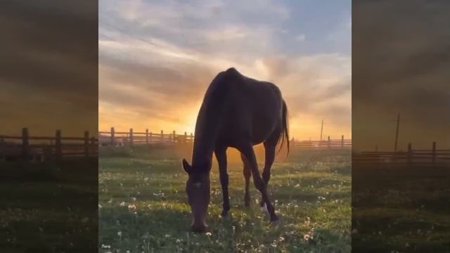 Родина - Александр Иванов.сл.и муз.Сергея Трофимова.💕✨💐