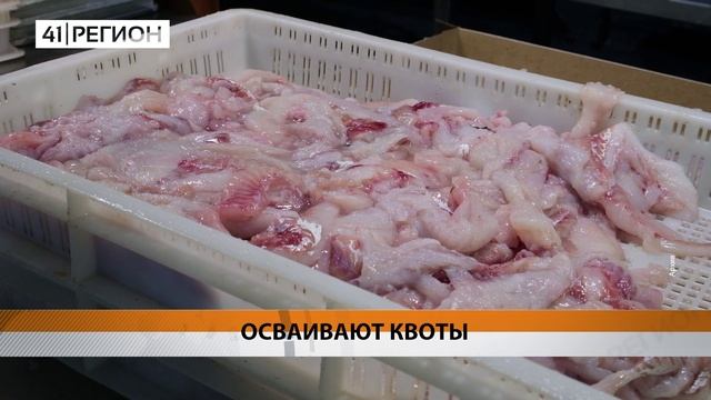 РЫБАКИ КАМЧАТКИ И ЧУКОТКИ ОСВОИЛИ 6,4% КВОТ • НОВОСТИ КАМЧАТКИ