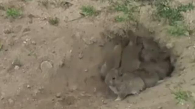 Зайчиха что то прячет в земле. Я был в шоке, когда она разрыла тайник!