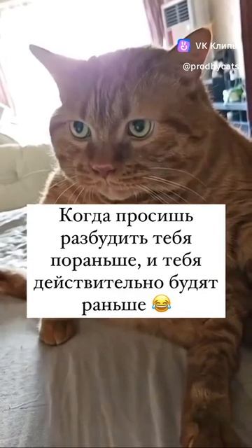 clip216602399_456242869