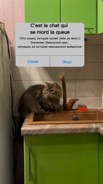 Кошка во французских идиомах
