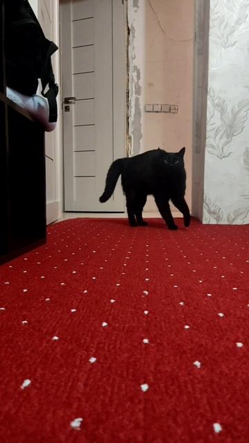 играю с котом #андрейродионов #мояжизнь #кот #черныйкот #тренды #безкотажизньнета