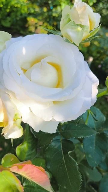 Роза Шопен🌹