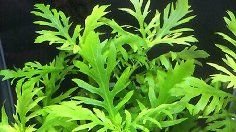 Гигрофила Синема - Hygrophila difformis