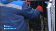 На Ставрополье расширяют сеть приютов для бездомных животных