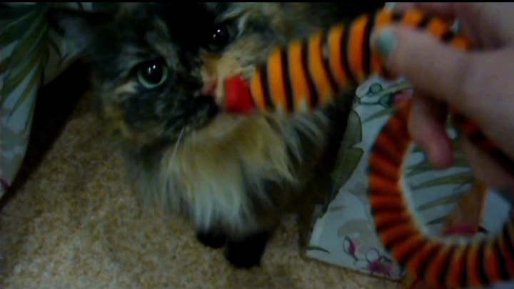 Новый год с кошкай. 🐈🥰🐍🥂