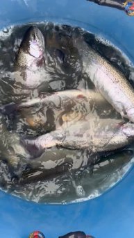 Форель 1-1.7 кг