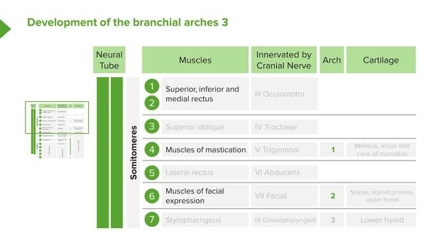 03. Pharyngeal Arches Development