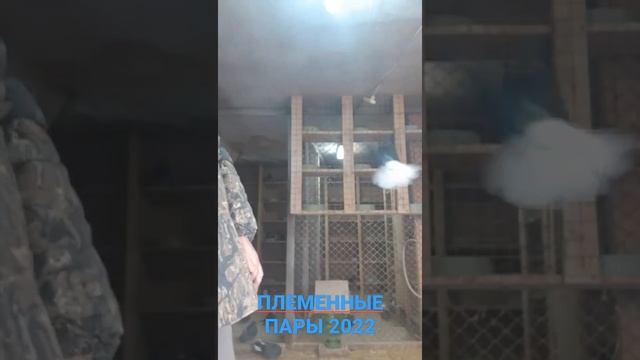 Генические рыжие белохвостые. Племенные пары 2022. Breeding pigeons. Николаеские голуби.