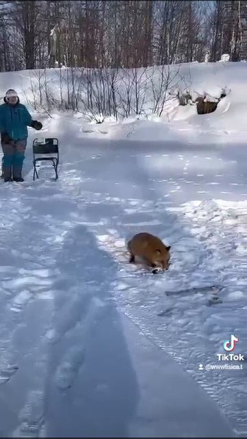 Гостья 🦊