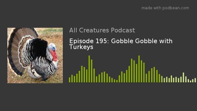 Episode 195: Gobble Gobble with Turkeys