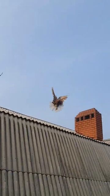 #Shorts Николаевские голуби. Удовольствие от наблюдения. The pleasure of watching. Nikolaev pigeons