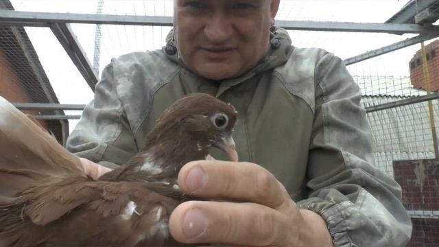 Николаевские голуби. Делаю обзор молодых и выпускаю из маточника. Nikolaev pigeons.Young.