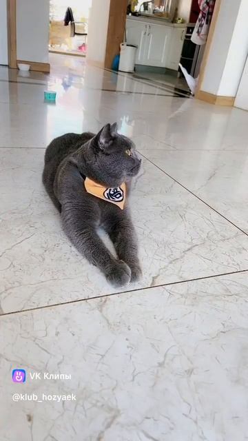 этот 🐈 не пропадёт.mp4