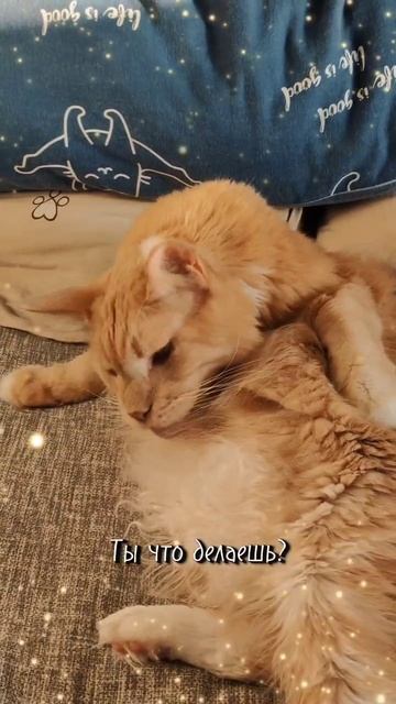 Кот и компьютер - битва за внимание #мейкун #cat #мейнкун #котик #кот #кошки #мяу #коты #юмор