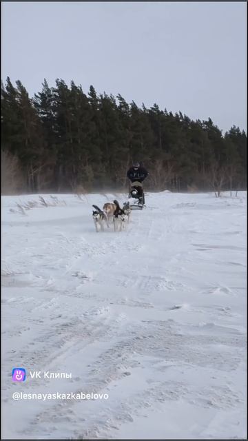 Катание на хаски в Белово