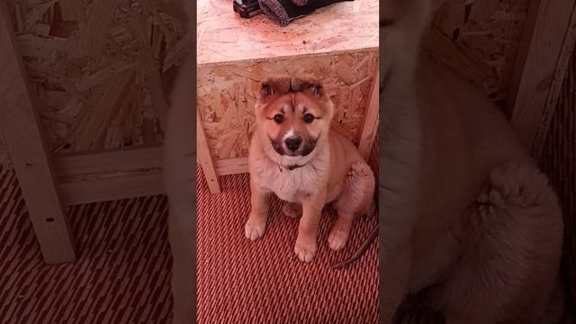 Умка поет