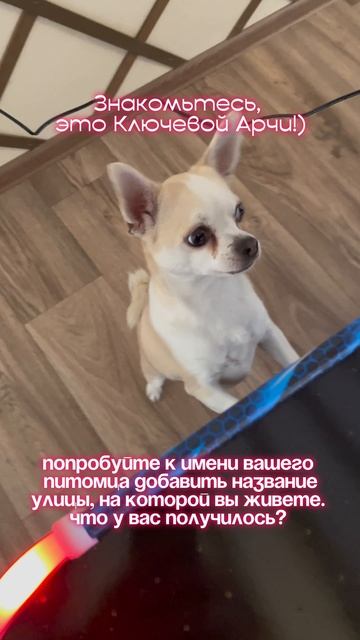 Пишите новые клички своих домашних питомцев