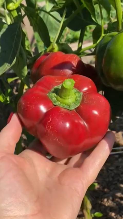 🌶Перец сладкий КИТАЙСКИЕ ФОНАРИКИ! #shorts #сладкийперец #сов