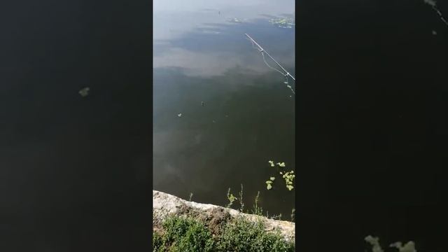 Почти как Маша и медведь. Клюёт не клюёт.