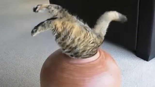 Толстый кот застрял в кувшине,