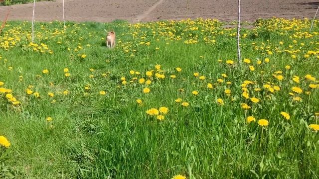 Relaxing video nature | Релакс відео природа | Релакс видео природа