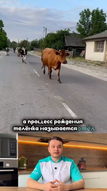 Кто такая телка?)