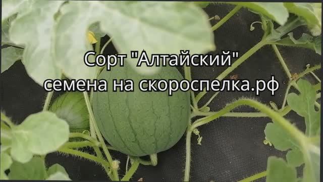 "Алтайский" скороспелый арбуз Ярко розовый Вызревает в Сибири под открытым небом. Народная селекция.
