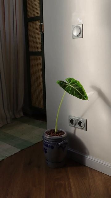 До/После за 2 месяца! Алоказия Мишольца #растения#plants #комнатныерастения
